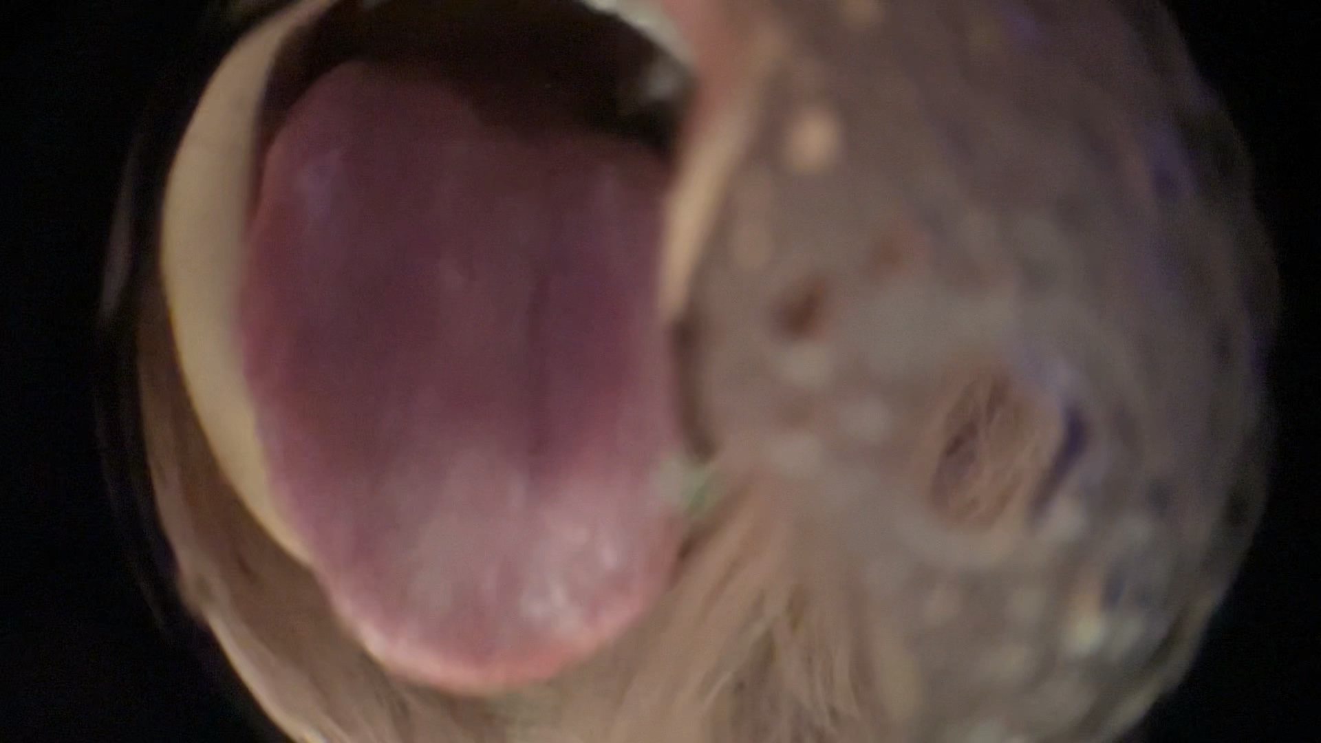 付费视频-小灿助眠爱发电9.10鱼眼镜头